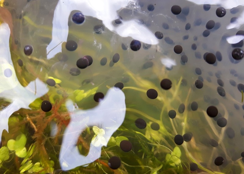 Frogspawn Photo by Jane Baxter