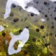 Frogspawn Photo by Jane Baxter