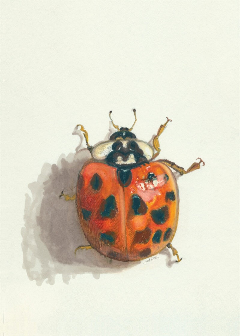 Harlequin Ladybird in South West Scotland