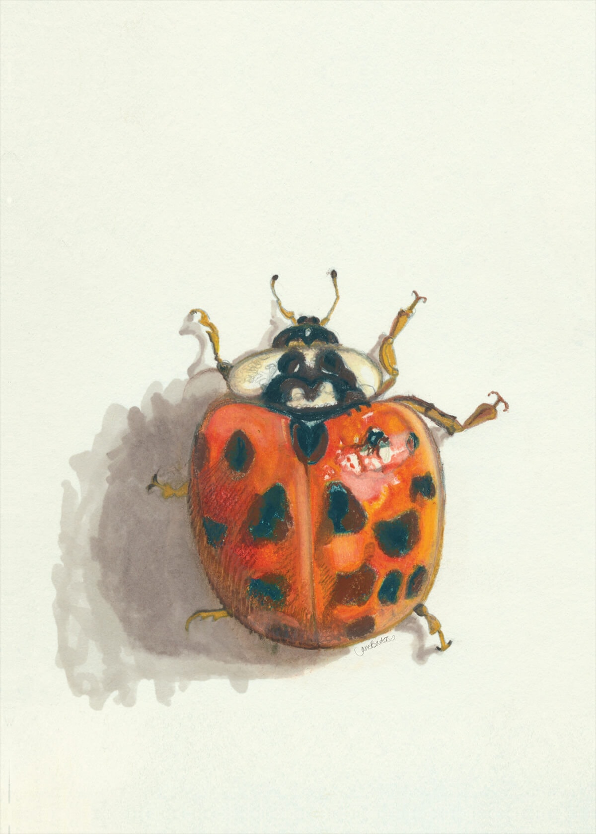 Harlequin Ladybird in South West Scotland