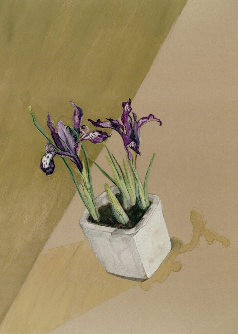 Iris