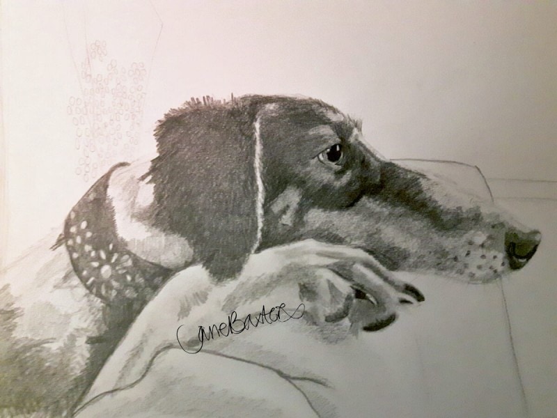 Rosie saluki, a pet portrait Drawing by Jane Baxter