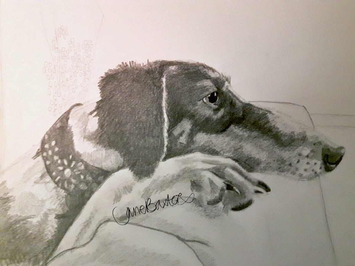 Rosie saluki, a pet portrait Drawing by Jane Baxter