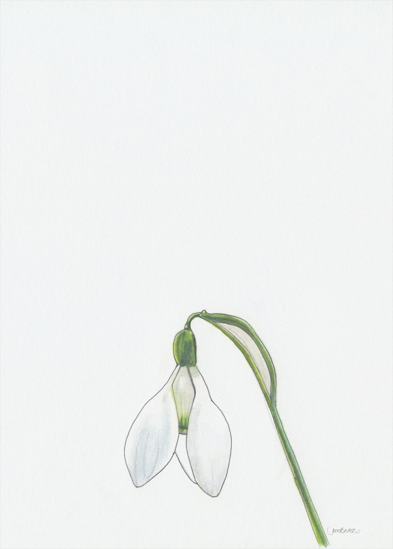 A Single Snowdrop