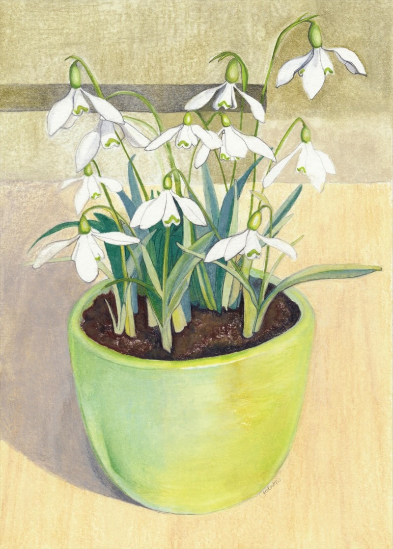 Snowdrops