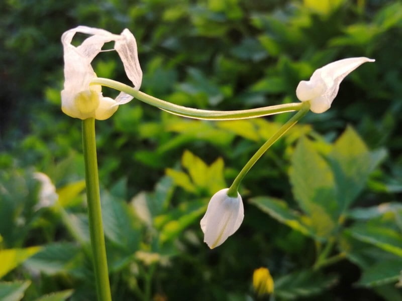 Few Flowered Leek photo by Jane Baxter