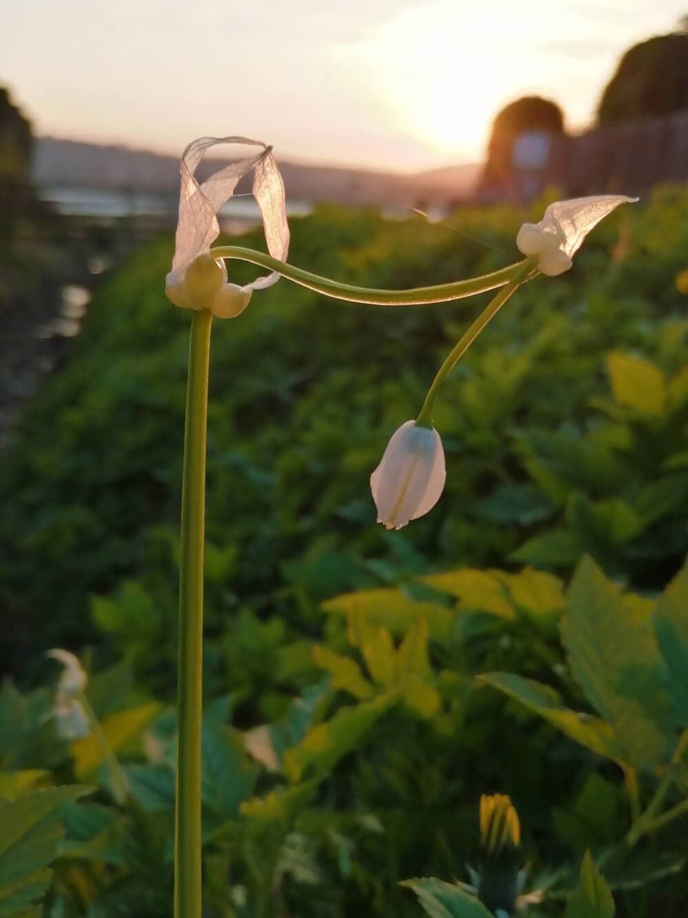 Few Flowered Leek portrait
