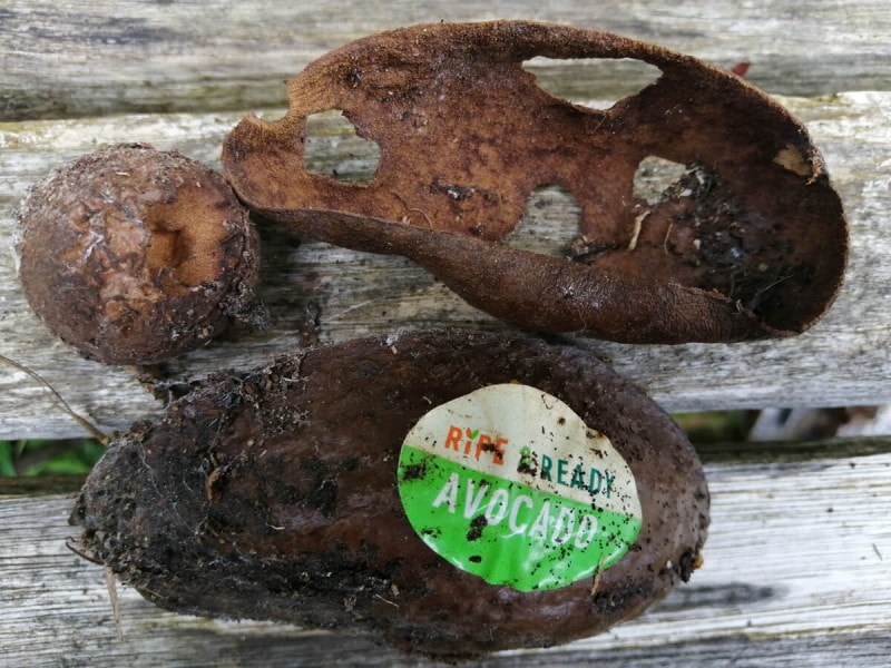 Avocado skins dont compost