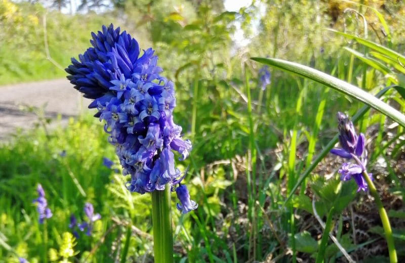 Bluebell Fasciation, photo by Jane Baxter
