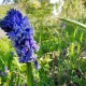 Bluebell Fasciation, photo by Jane Baxter