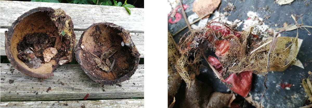 Composting coconut and leaf skeleton