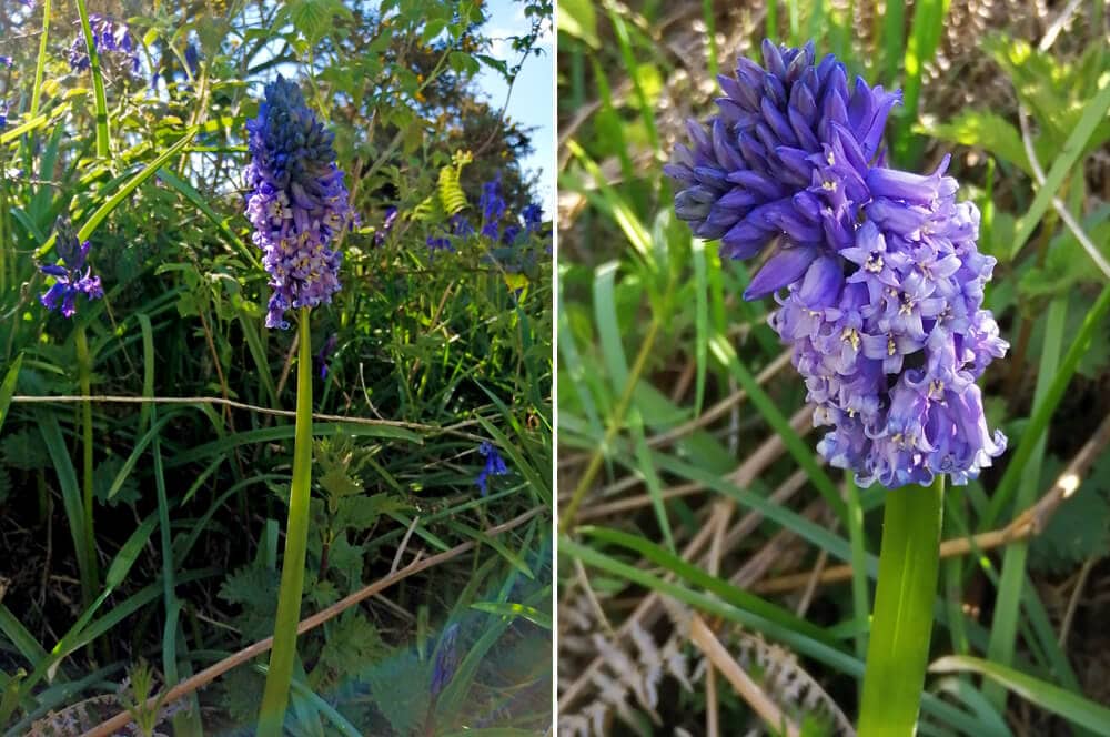 Fasciated Bluebell photograph by Jane Baxter