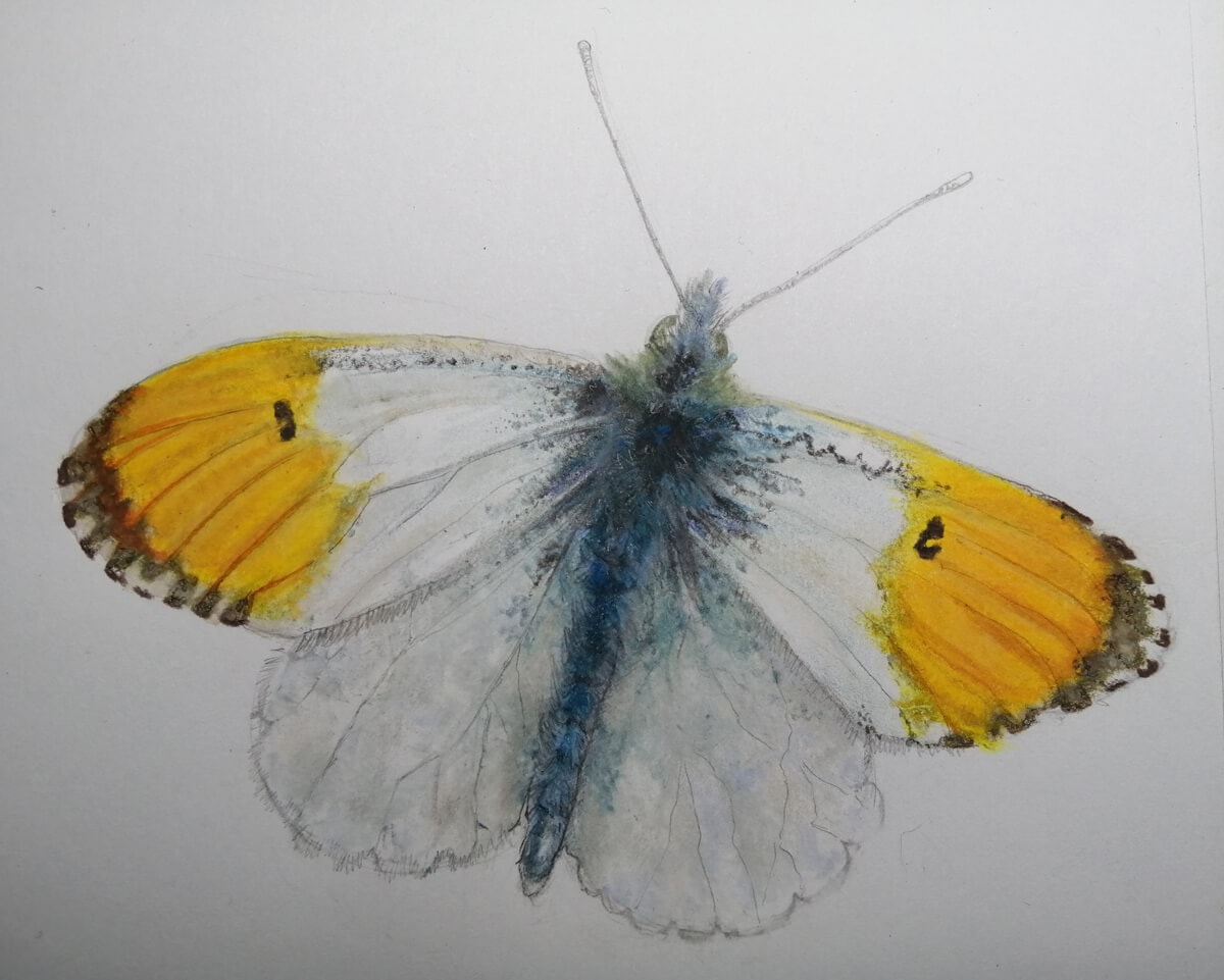 Orange Tip drawing by Jane Baxter