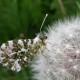 Orange Tip Butterfly photograph by Jane Baxter