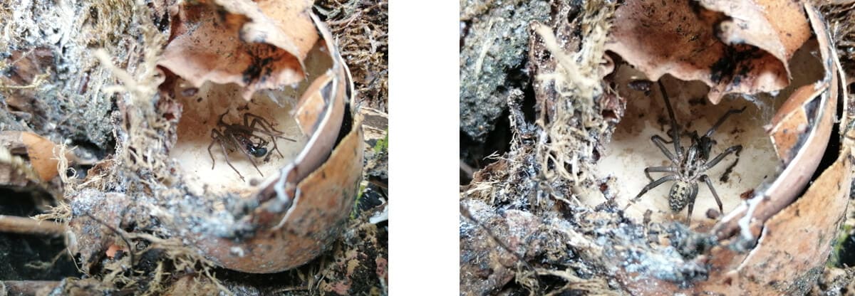 Spider in the compost heap
