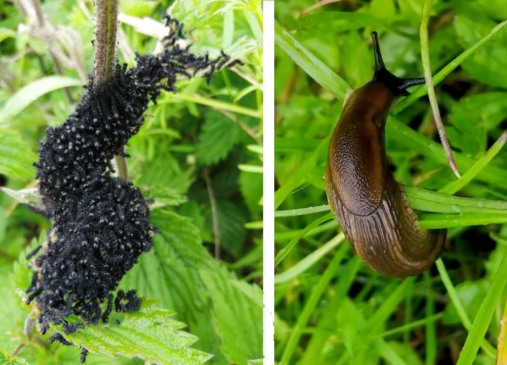 Brown Slug_and Caterpillars