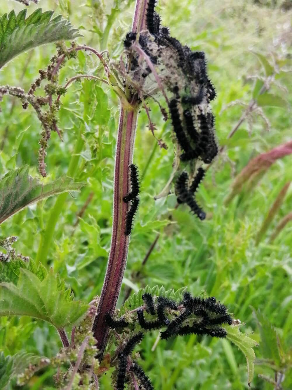 Peacock Butterfly Caterpillars