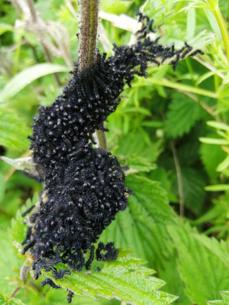 Peacock Caterpillar Clutch