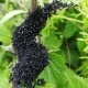 Peacock Caterpillar Clutch