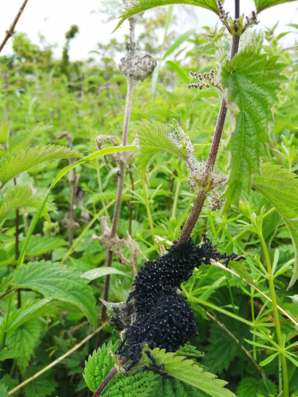 Peacock Caterpillar Webs