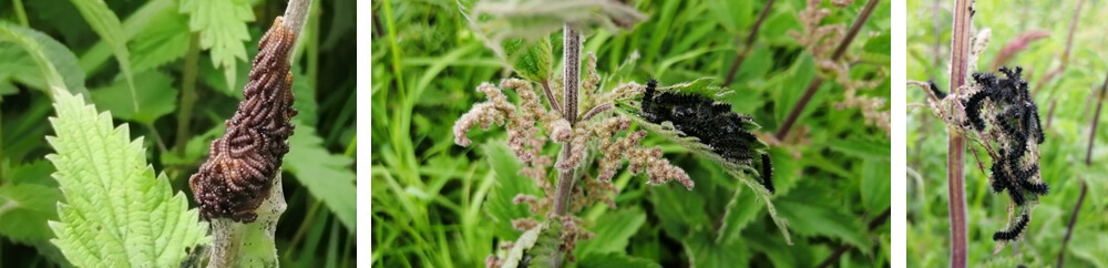 Peacock Caterpillars emerging