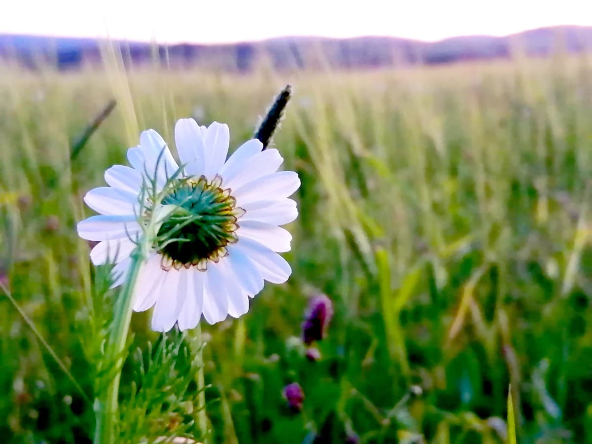 A solitary chamomile flower at sunset, facing away from the camera 'looking' at the view