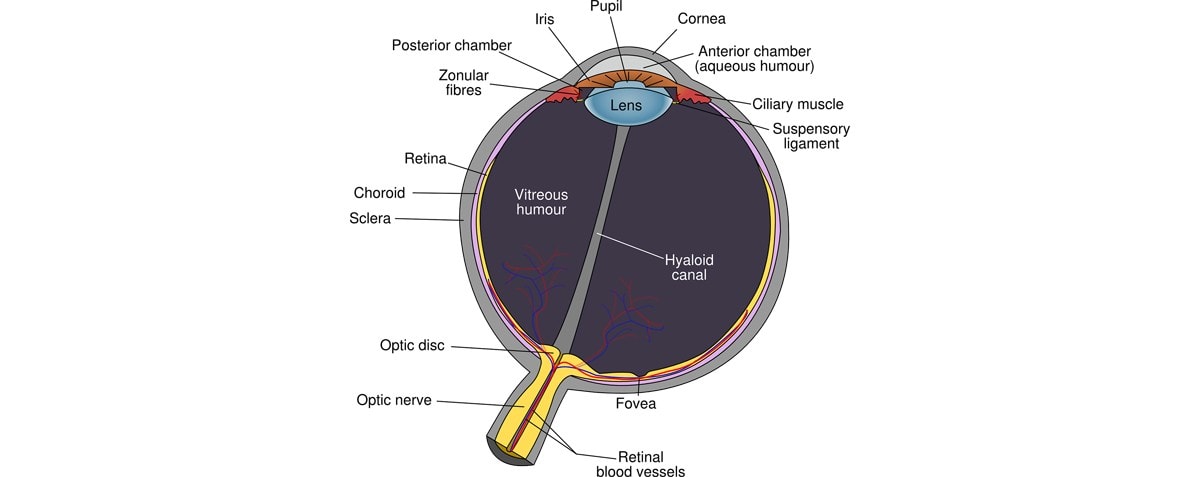 Annotated Diagram of an eye 
