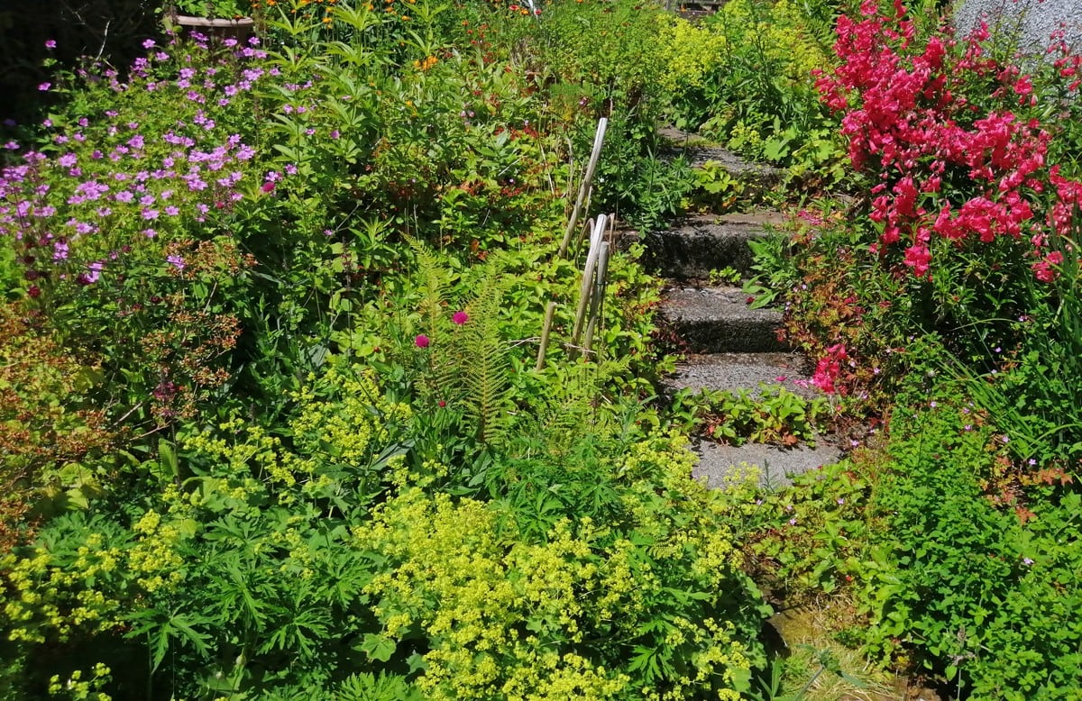 Looking towards the garden steps - I can see shapes and colours
