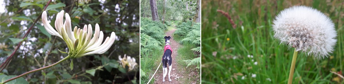 Kirkonnell Flow walk