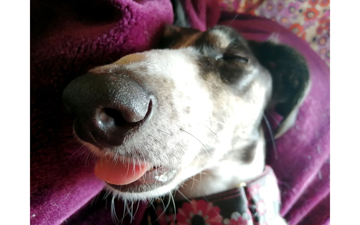 Rosie doggo relaxing in campervan, completely oblivious to the occasion, tongue sticking out