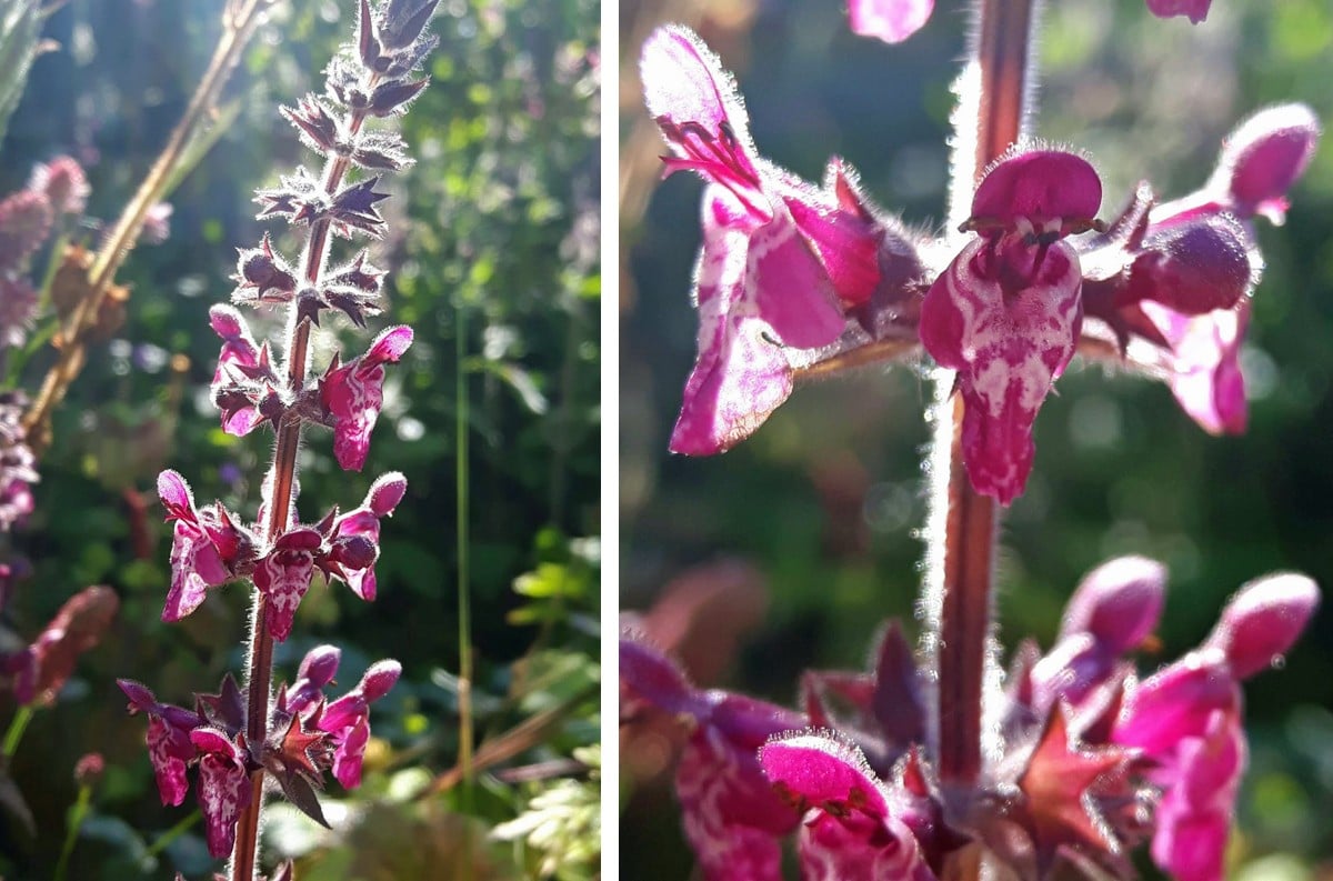 Hedge Woundwort flowers showing the spike and close up of the flowers