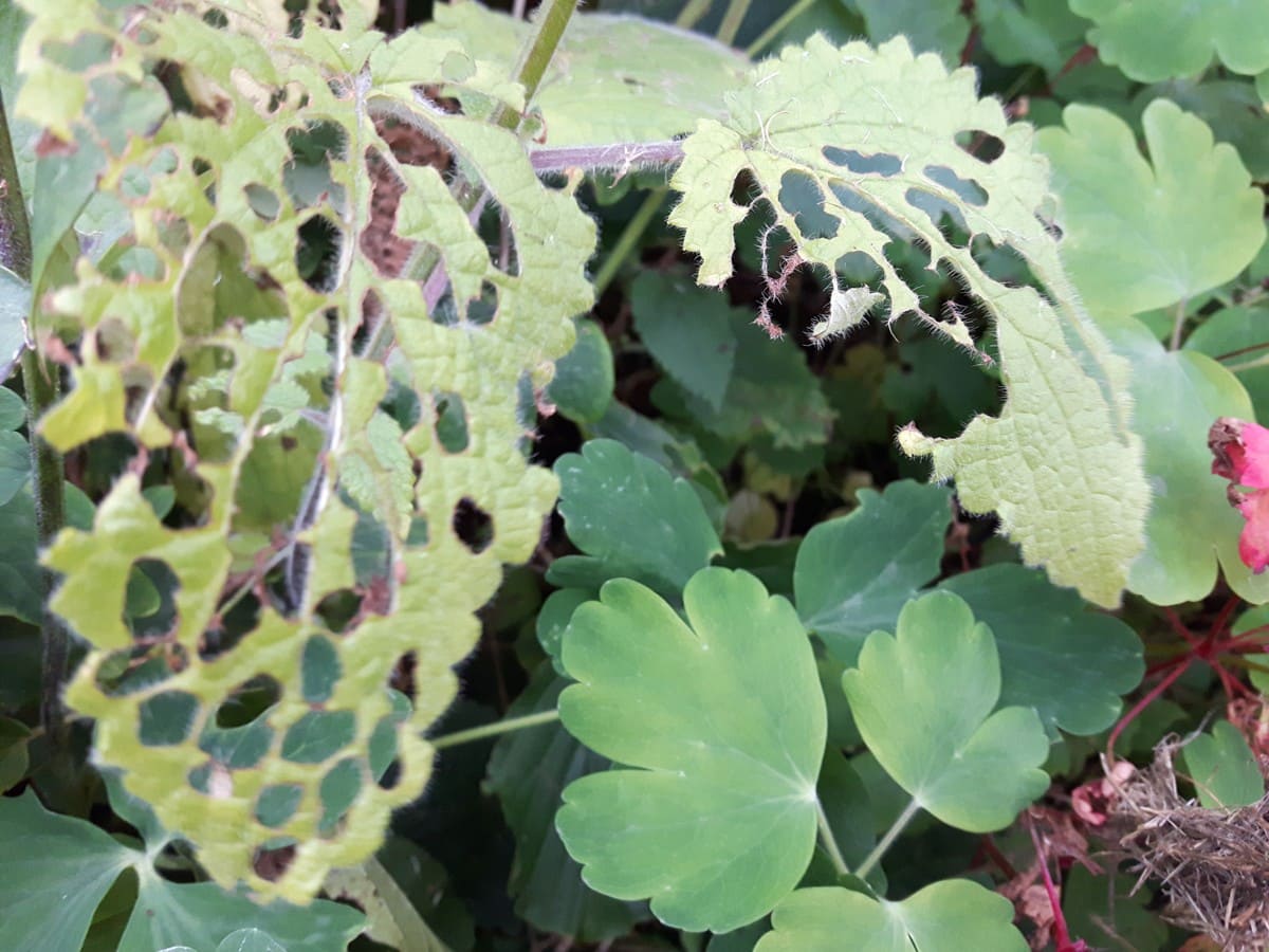 Photo of Nibbled Hedge Woundwort leaves in my garden (they make a lacy pattern)