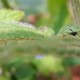 Tortoise Beetle peering over the edge of its woundwort leaf