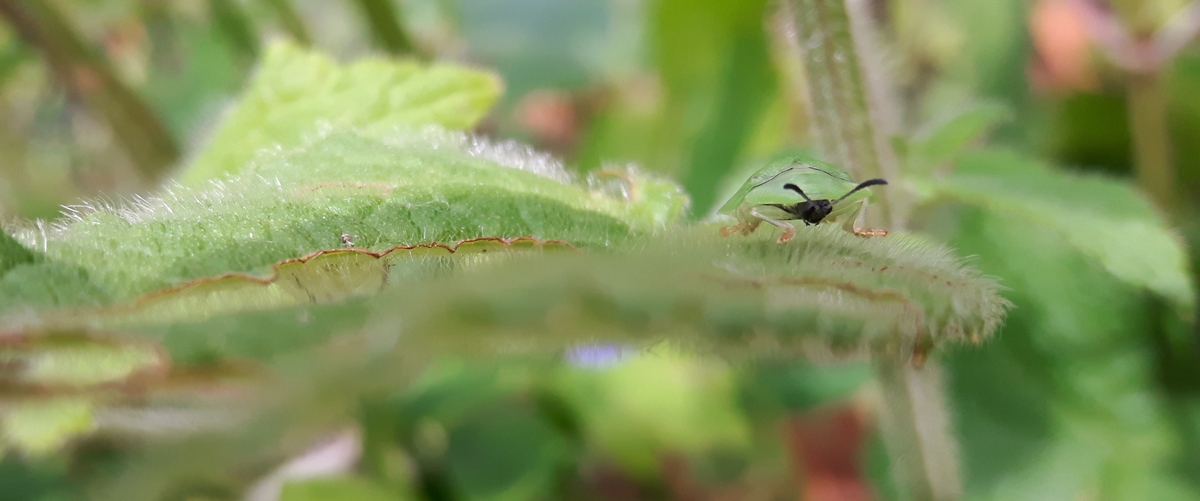 Tortoise Beetle peering over the edge of its woundwort leaf