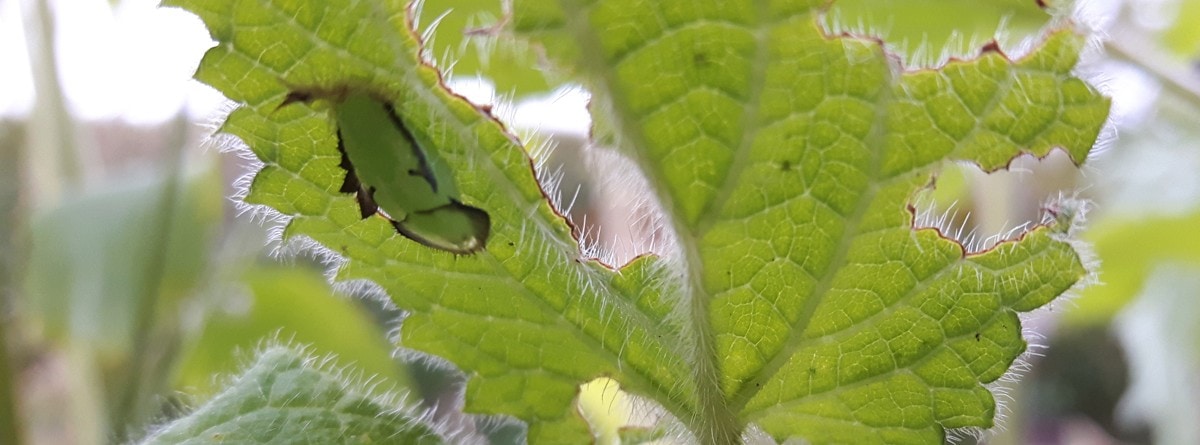 Green Tortoise Beetle Pupa