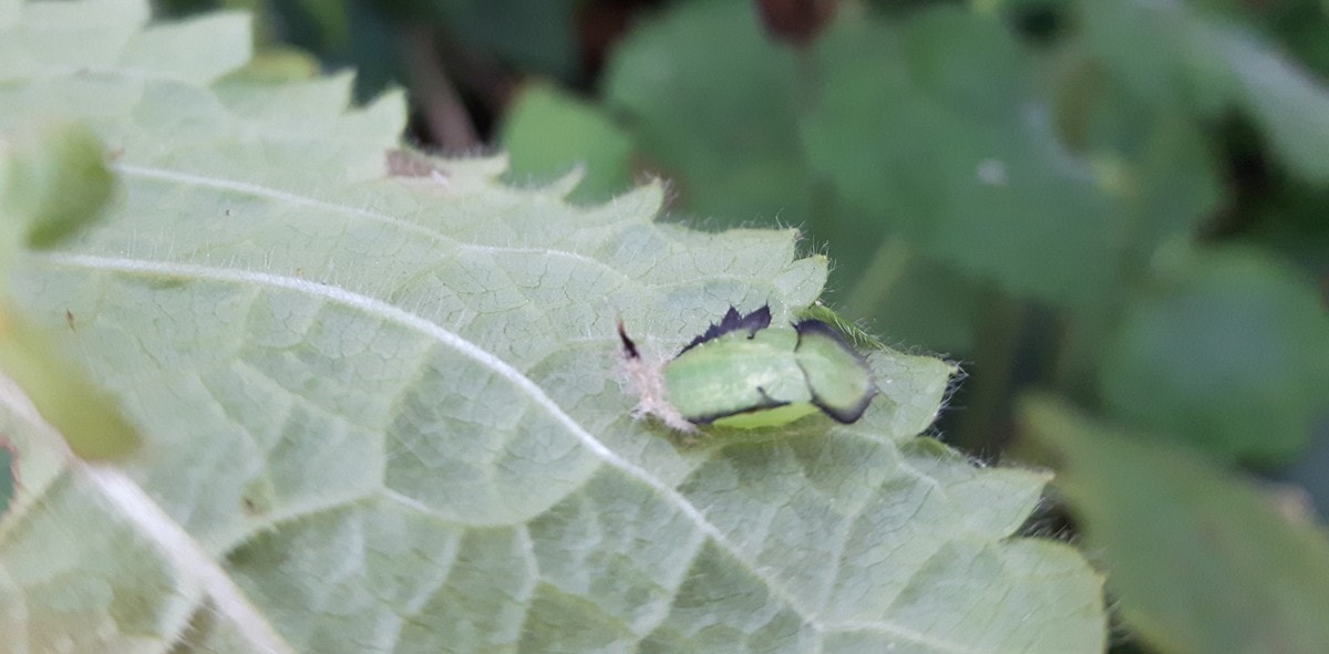 Tortoise Beetle Pupa on Hedge Woundwort
