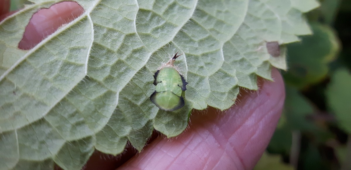 Green Tortoise Beetle Pupa under woundwort leaf