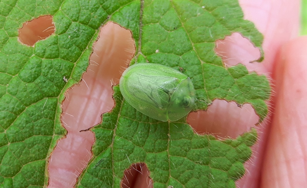 Green Tortoise Beetle emerged, from above
