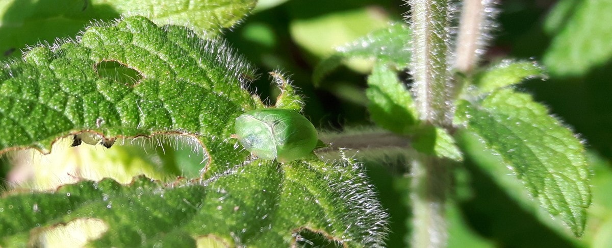 Green Tortoise Beetle in the UK sun