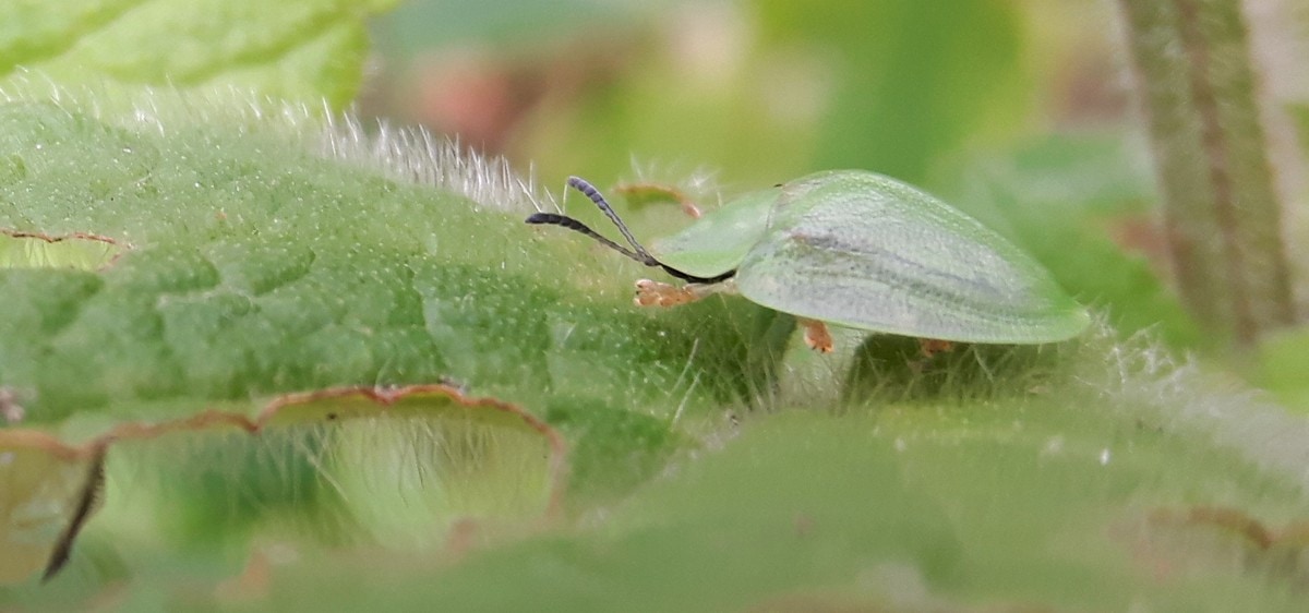 Tortoise Beetle, Scotland, UK 'leaping' about the leaf!