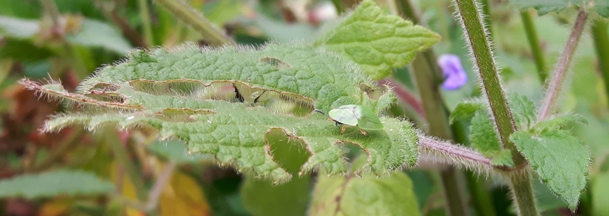 Tortoise Beetle on its hedge woundwort leaf