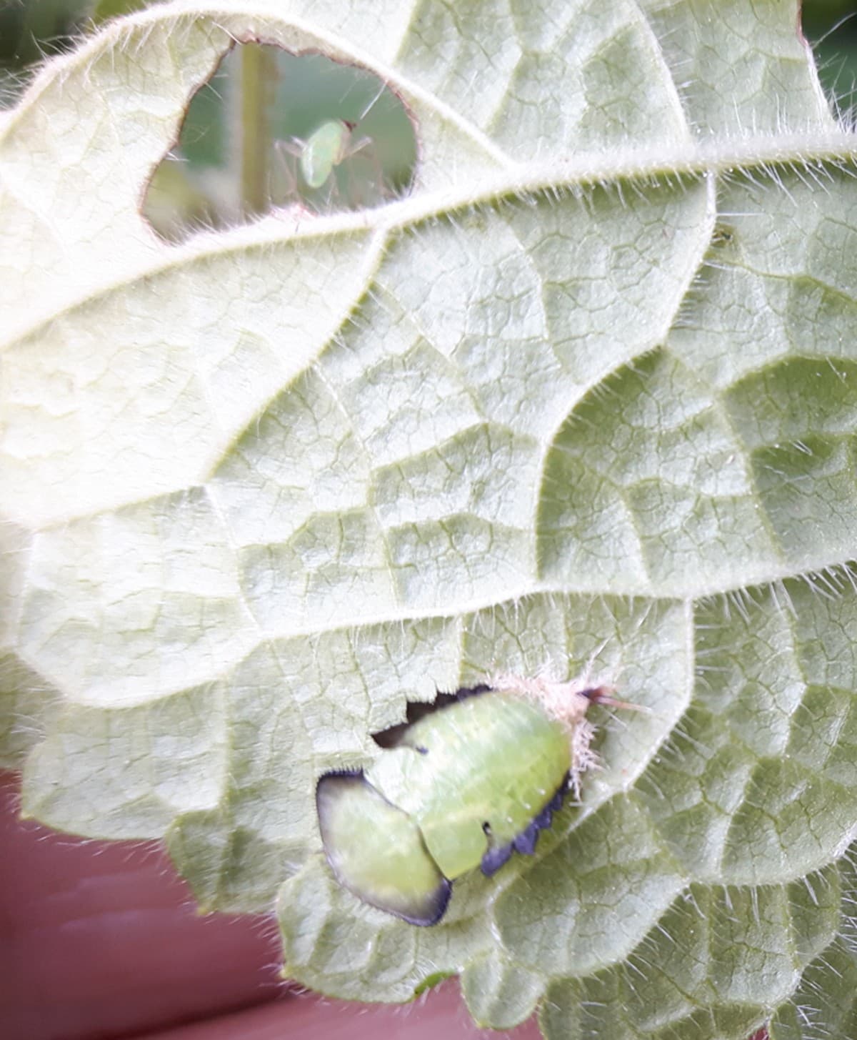 Tortoise Beetle pupa and greenfly