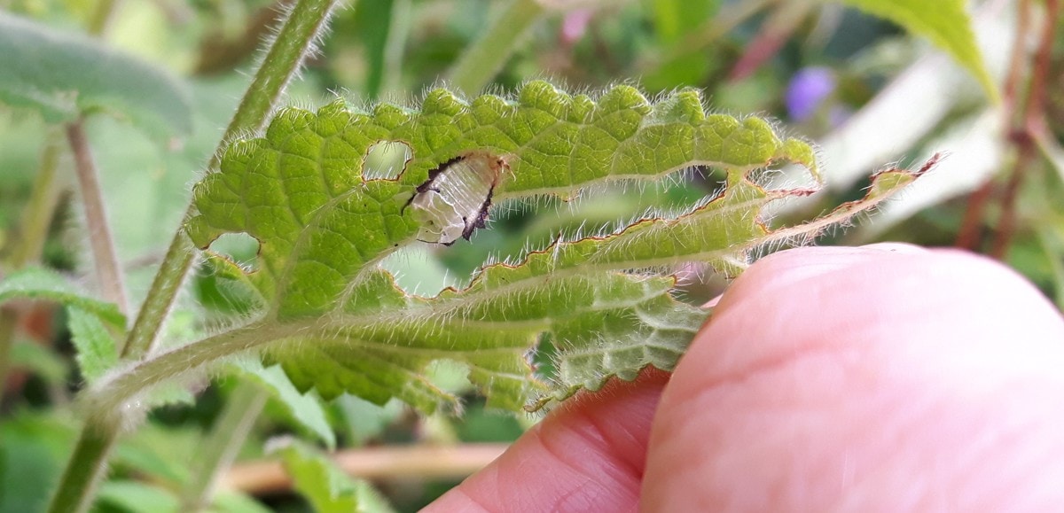 Tortoise Beetle pupa case