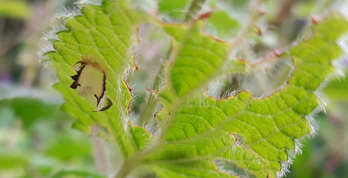 Tortoise Beetle pupa case underneath hedge woundwort leaf