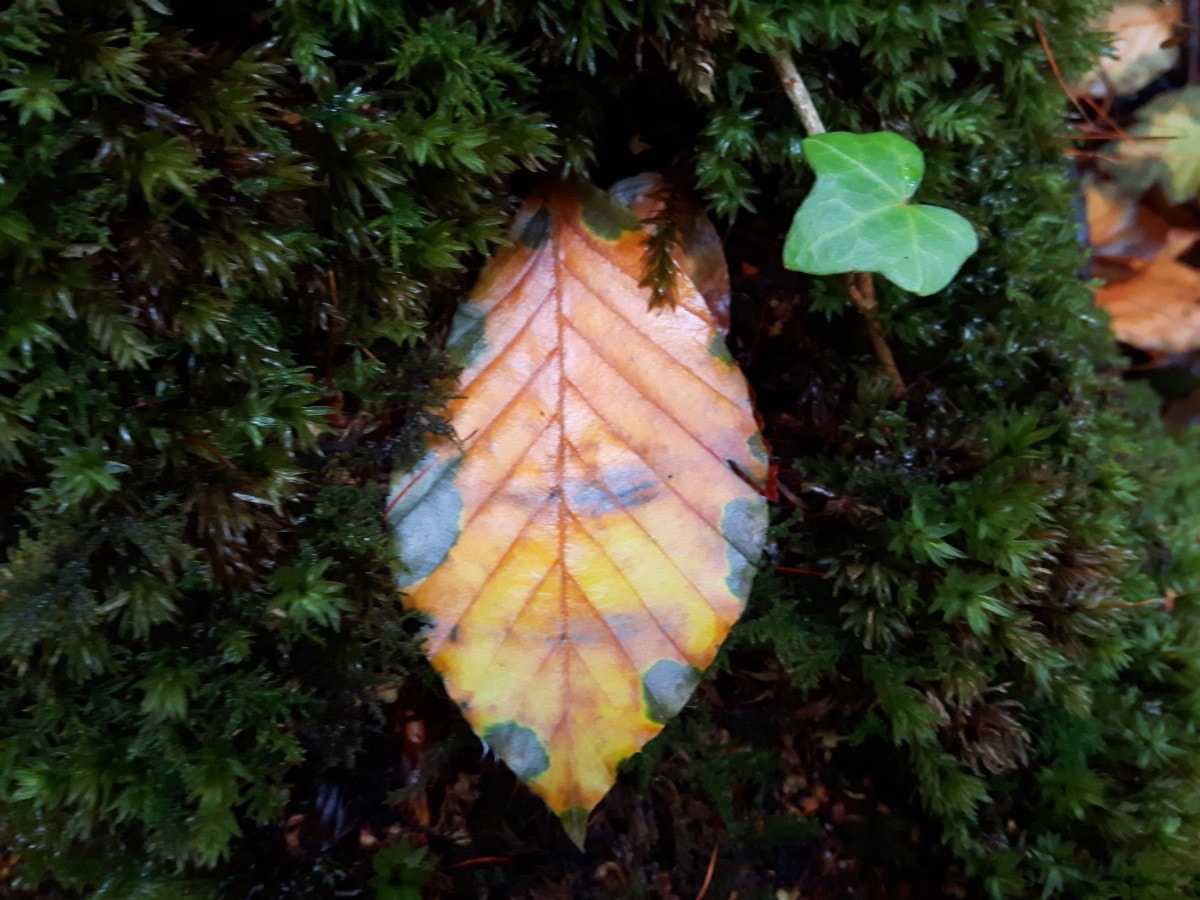 Autumn Leaf in Moss