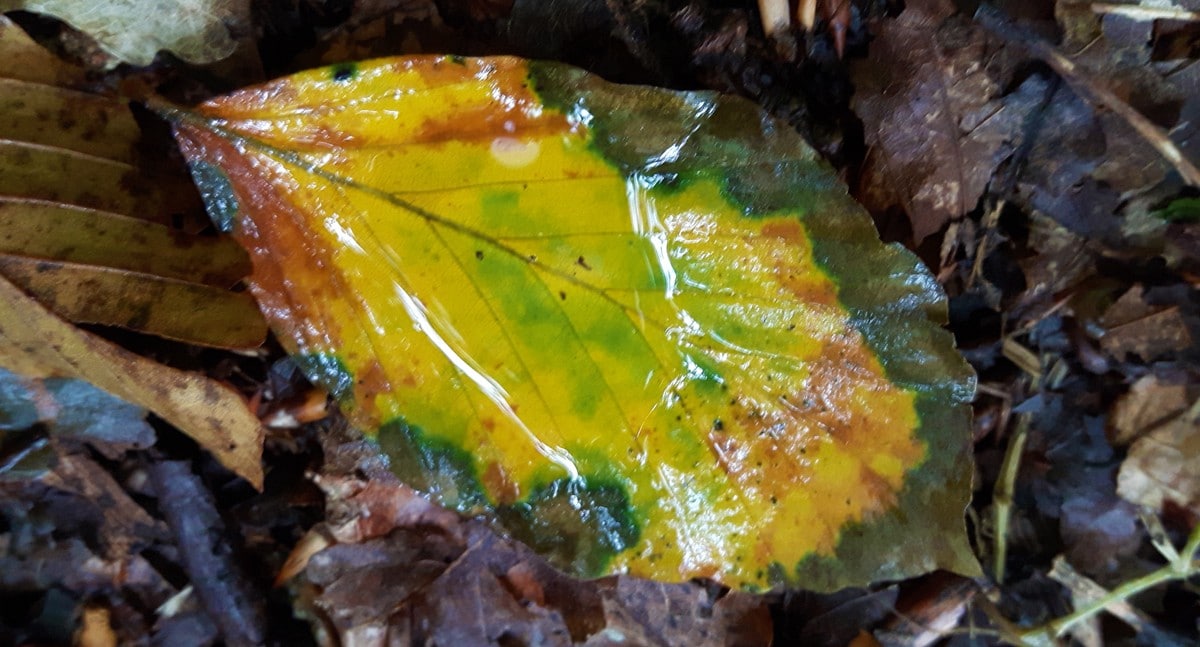 Autumnal Watery Leaf