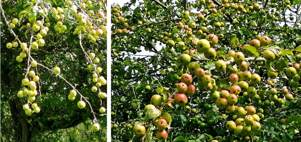Crab Apples Like baubles on the Tree