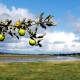 Crab Apples on Glencaple Quay with the River Nith in the background