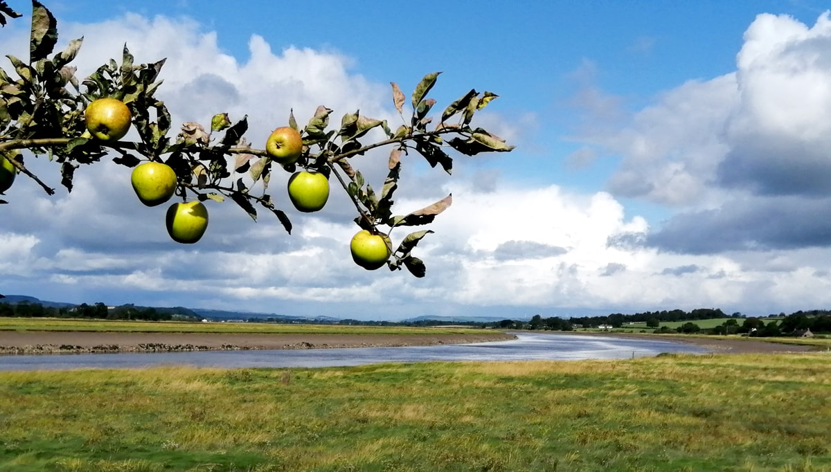 Crab Apples on Glencaple Quay with the River Nith in the background