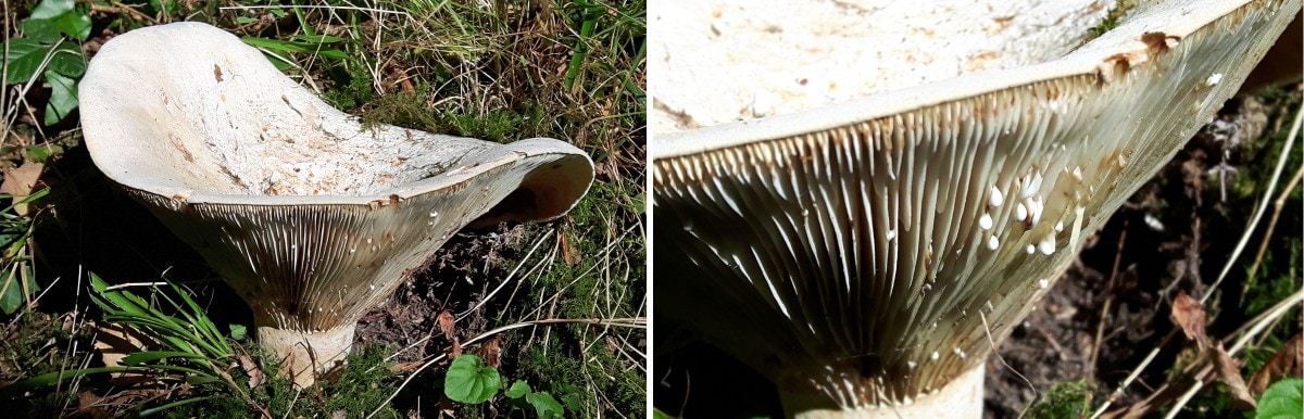 Fleecy Milkcap Mushroom
